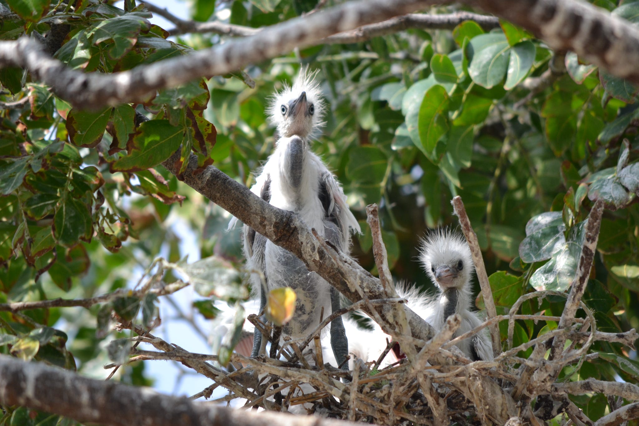 WildMed Safaris